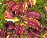 Plantas Carnívoras 2 Mudas Adultas