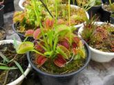 Plantas Carnívoras 5 Mudas Adultas por R$ 38,00